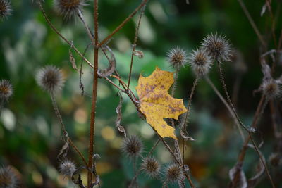 Close-up of dry maple leaves on tree