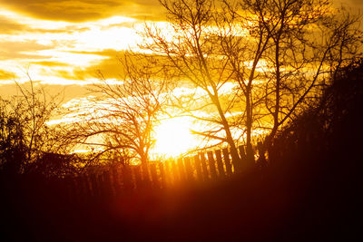 Sunlight streaming through trees in forest during sunset