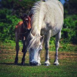 Horses standing in a field