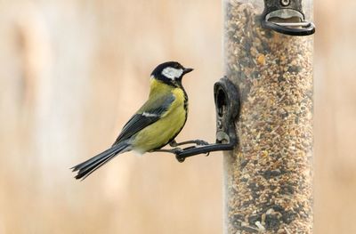 Close-up of bird perching on feeder