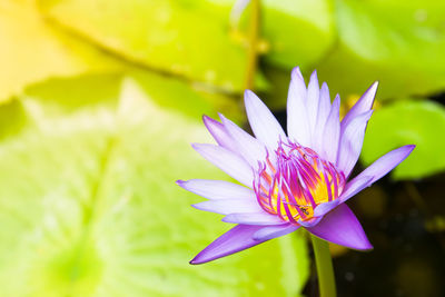 Close-up of purple crocus blooming outdoors