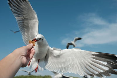 Low angle view of seagull flying against sky