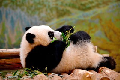 Baby panda indulging in some bamboo  
