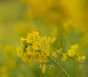 Close-up of yellow flowers