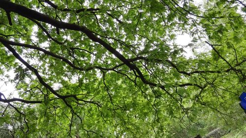 Low angle view of trees in forest