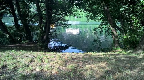 Scenic view of lake in forest