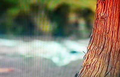 Close-up of lizard on tree trunk