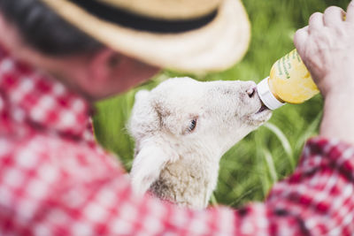 Shepherd feeding lamb with milk bottle