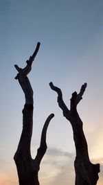 Low angle view of bare tree against sky