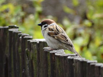 Close-up of bird perching on wooden post