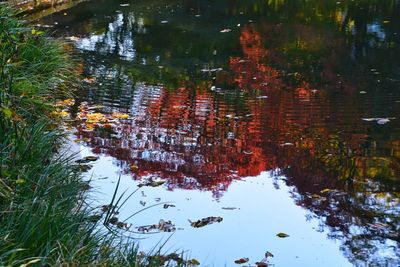 Reflection of trees in lake