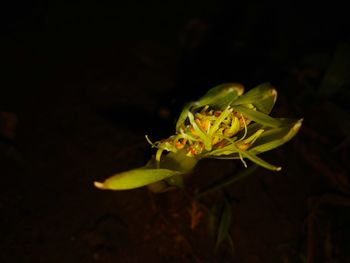 Close-up of yellow flowering plant