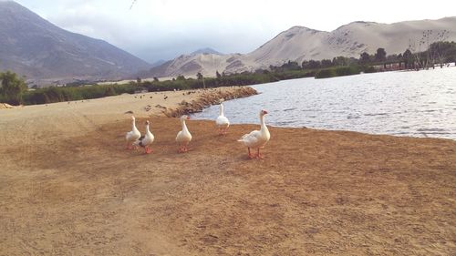 Birds in calm sea