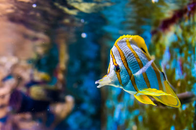 Close-up of fish swimming in sea