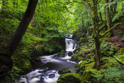 Scenic view of waterfall in forest