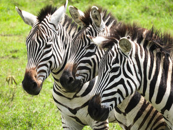 Full length portrait of zebras