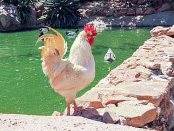 Close-up of rooster perching on retaining wall by ducks in lake