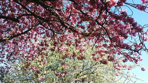 Low angle view of pink flowering tree