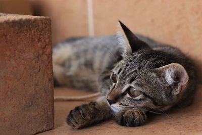 Close-up of a cat resting