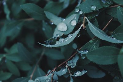 Close-up of wet plants