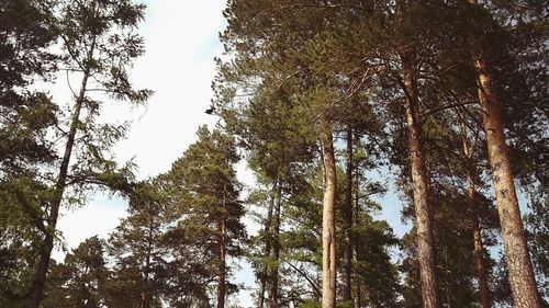 Low angle view of trees in forest