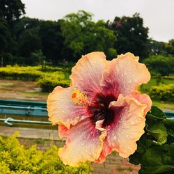 Close-up of wet pink flower