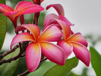Close-up of pink frangipani flowers