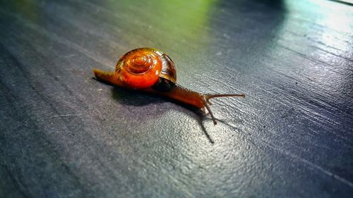 Close-up of snail