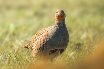 Close-up of bird on field