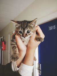 Close-up of kitten sitting on hand