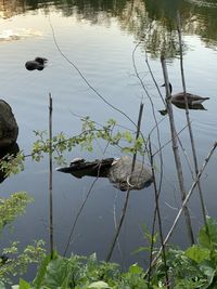 Scenic view of lake