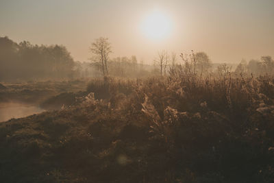 Plants growing on land against sky during sunrise