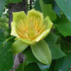 Close-up of yellow flowers