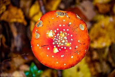 Close-up of fly agaric mushroom