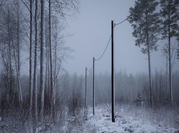 Bare trees in forest during winter