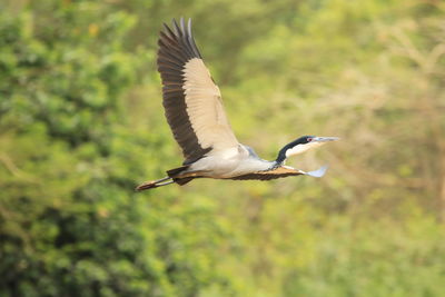 Side view of bird flying against blurred background