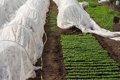 High angle view of corn salad in organic farm