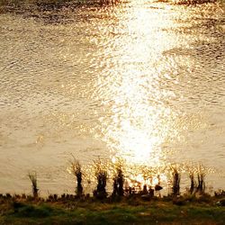 Reflection of trees in water