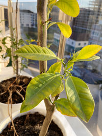 Close-up of potted plant