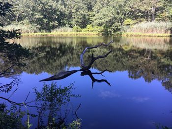 Reflection of tree in lake against sky