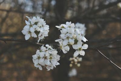 Close-up of white cherry blossoms in spring