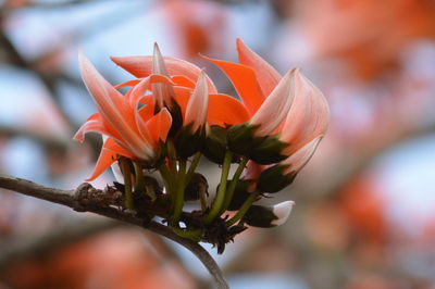 Close-up of flowers