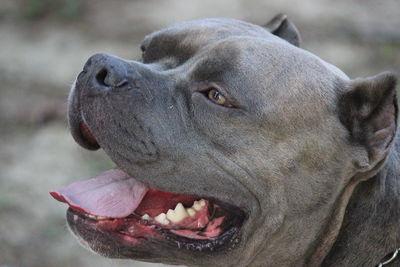 Close-up of dog looking away