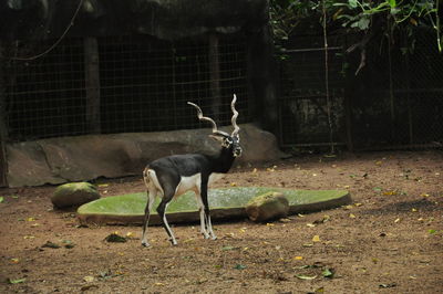 Deer on tree