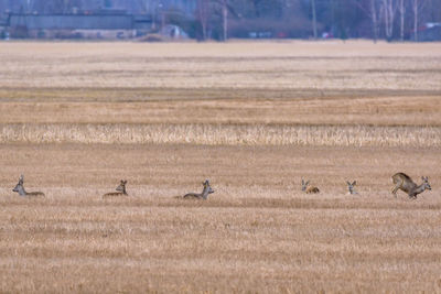 Flock of birds on field