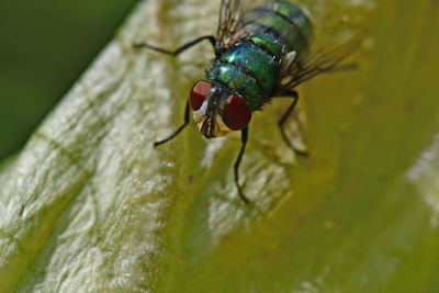 Close-up of fly on leaf