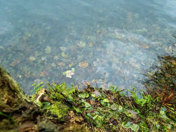 High angle view of plants growing on lake