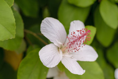 Close-up of flowering plant