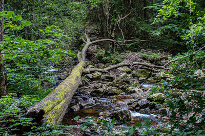 Plants and trees in forest