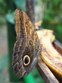 Close-up of butterfly on wood